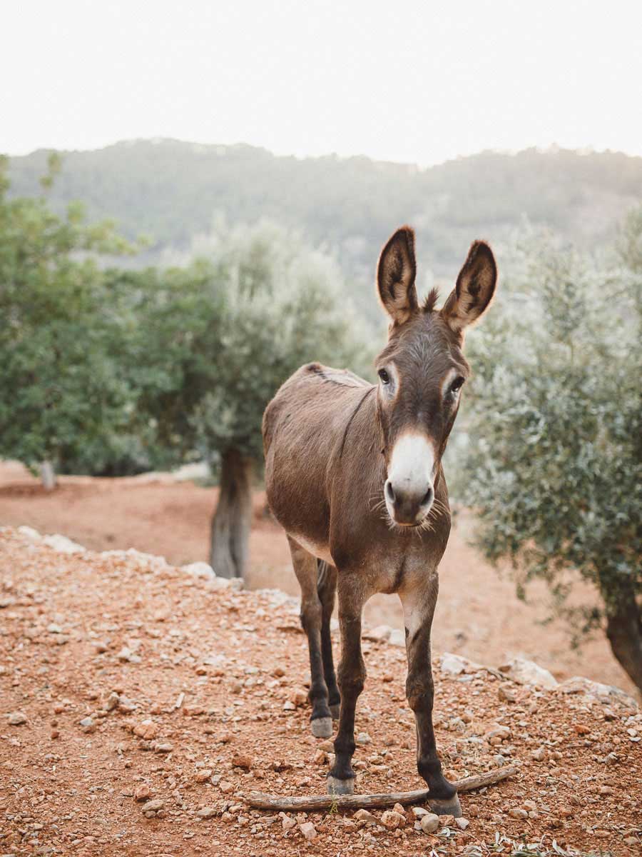 Mallorca Hochzeit Esel
